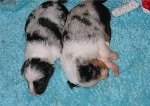 3 weken